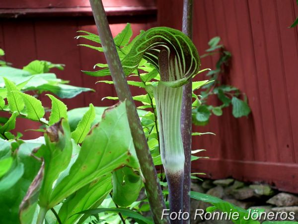 Arisaema triphyllum